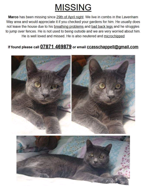 gumtree missing cat